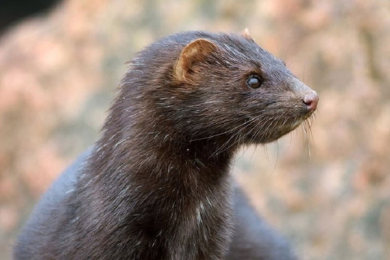 mink.jpg