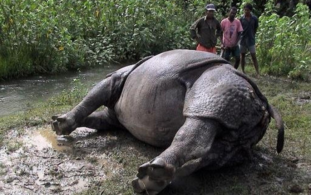Research study to be conducted on rise of rhino deaths