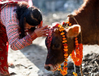 तिहार अन्तर्गत आज गाईगोरु, गोवर्धन पूजा