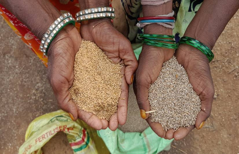 कोदोले माटोको स्वास्थ्यमा सुधार, खण्डवाका किसानहरूको लागि ठूलो लाभ