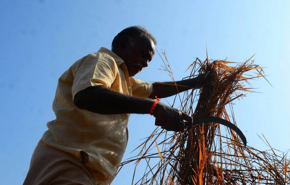 भारतको चामल निर्यात प्रतिबन्धले चीनमा खाद्य संकटको त्रास 
