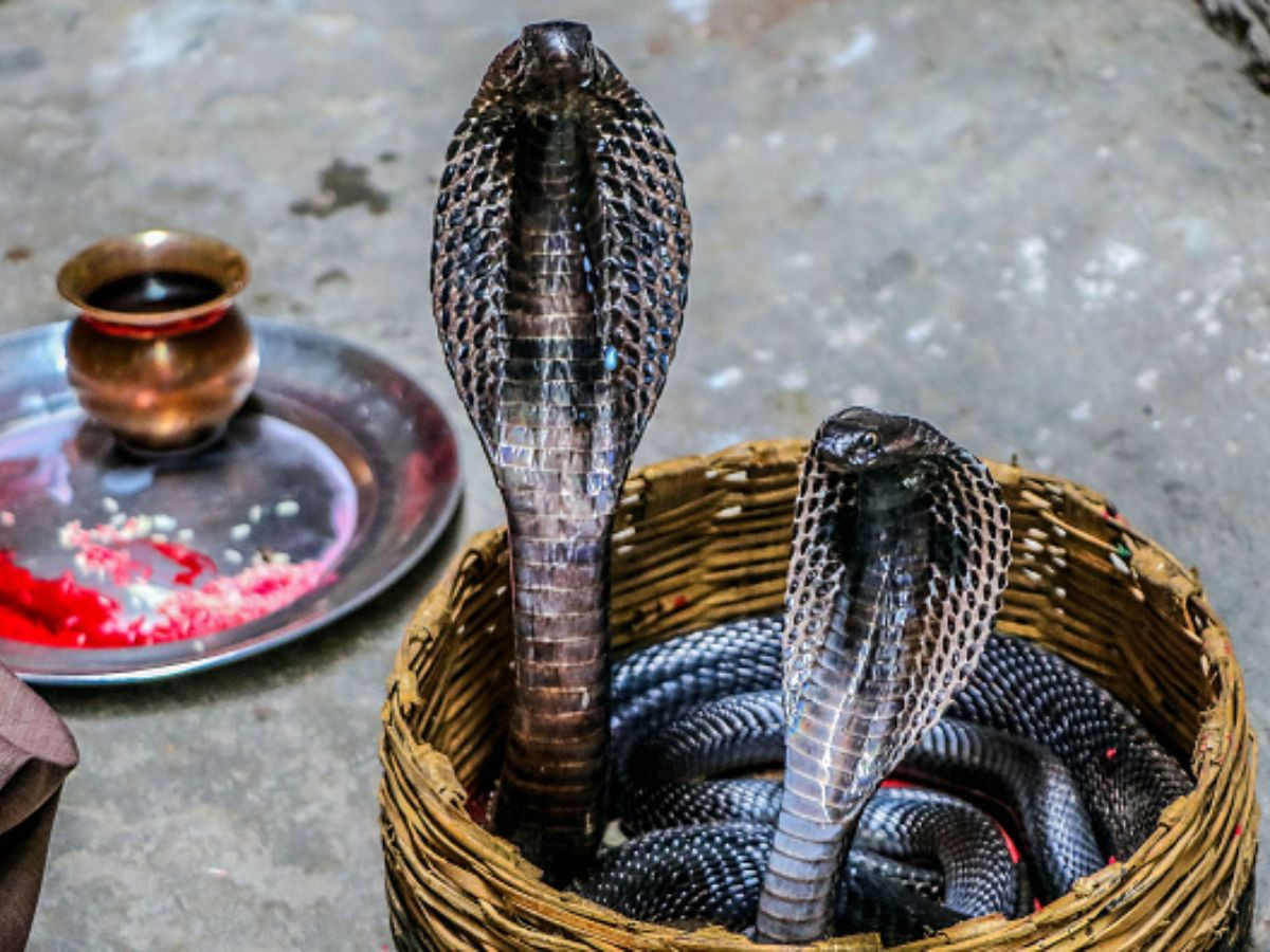 नागदेवता भन्दै दैनिक सैयौं मानिसले पूजा गर्ने सर्प मृत फेला