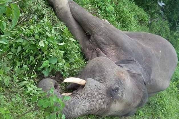 कञ्चनपुरमा मृत भेटियो एक जङ्गली हात्ती